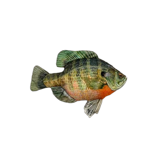 Bluegill