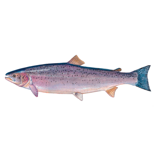 Atlantic Salmon - Future FishTargets