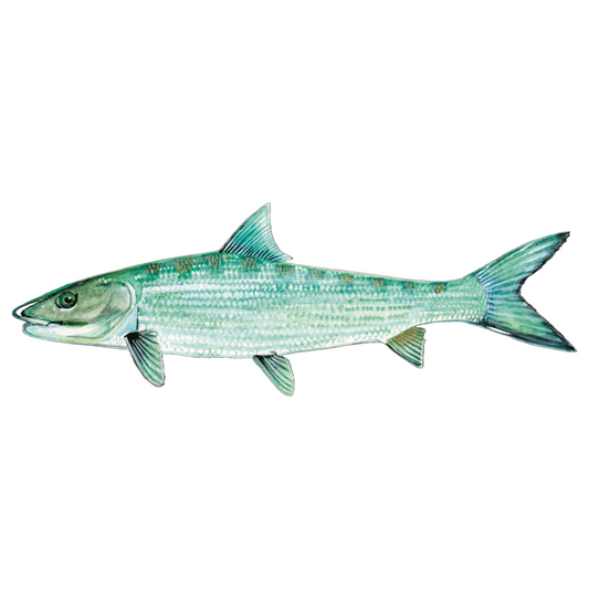 Bonefish - Future FishTargets
