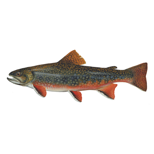 Brook Trout - Future FishTargets