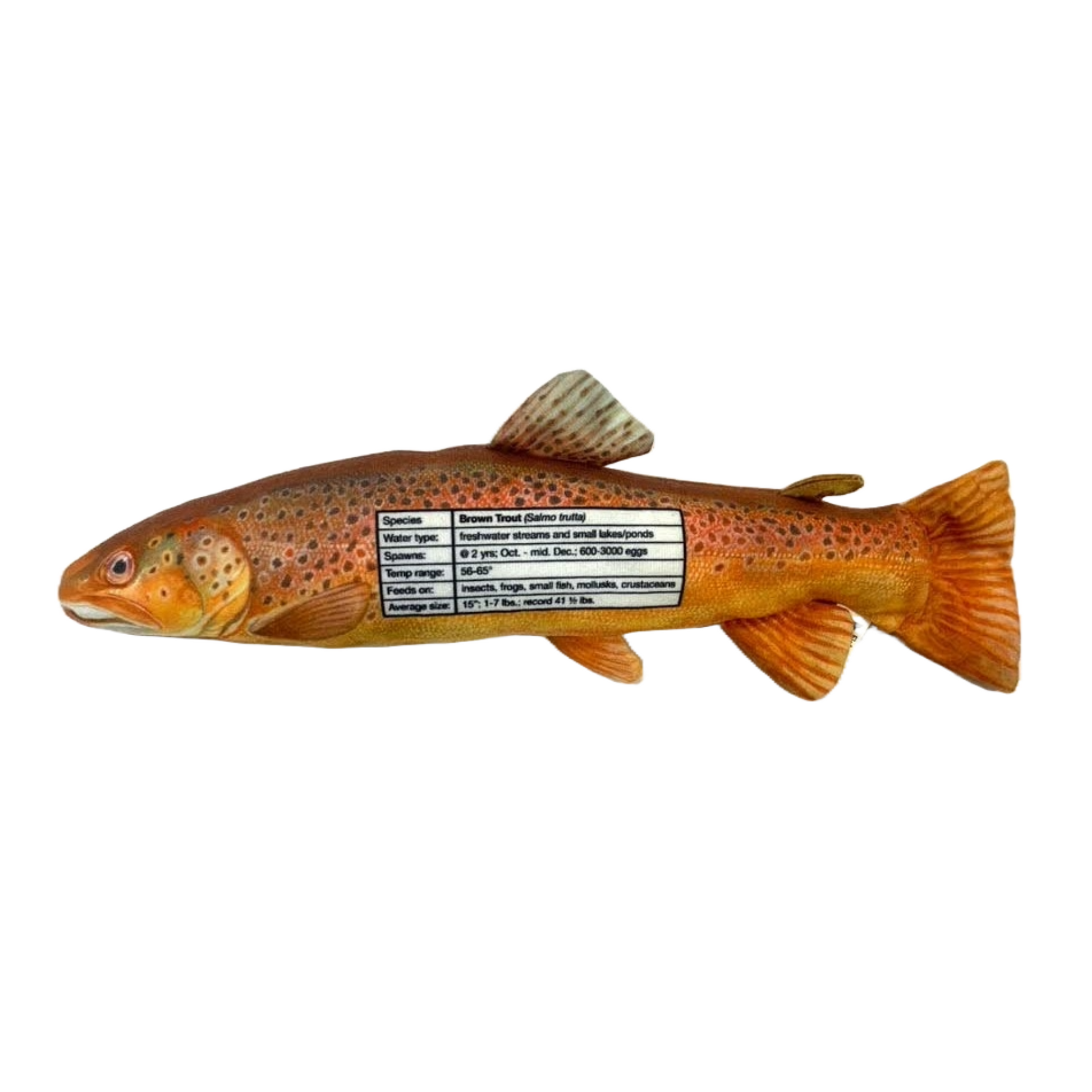 Brown Trout – FishTargets