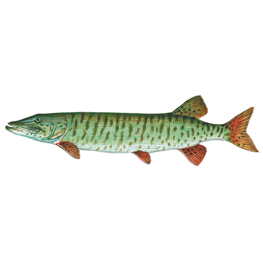 Muskellunge - Future FishTargets