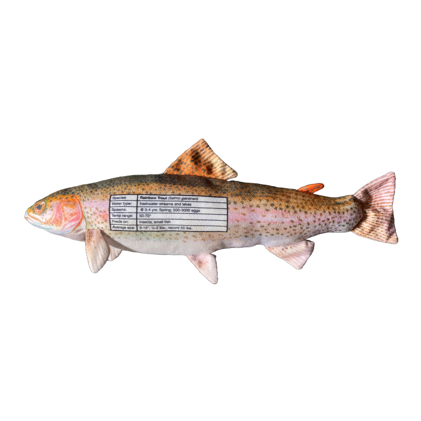 Rainbow Trout