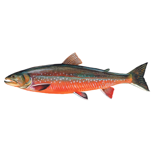 Arctic Char - Future FishTargets