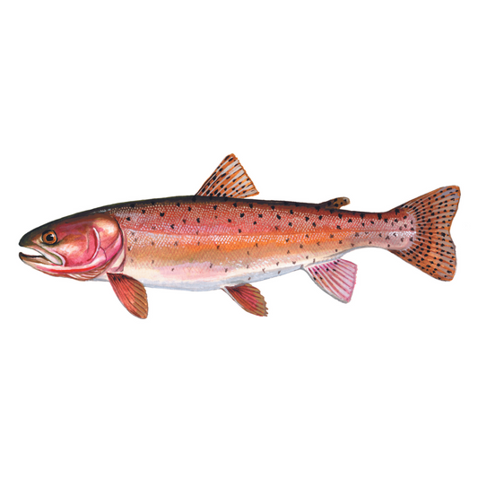 Cutthroat Trout - Future FishTargets