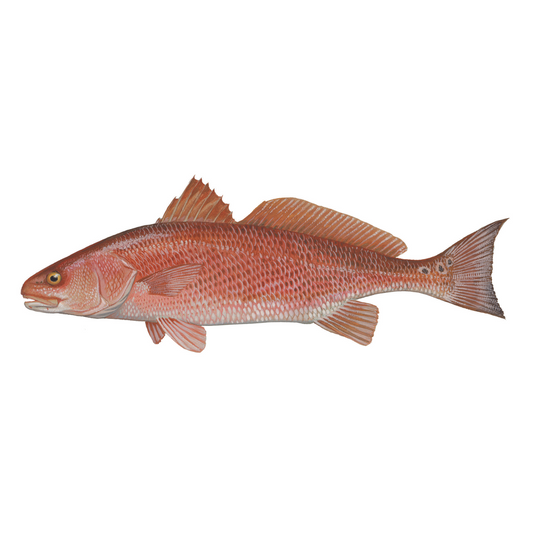 Redfish - Future FishTargets